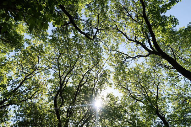 Ветви деревьев в поле зрения снизу в небо
 - Фото, изображение
