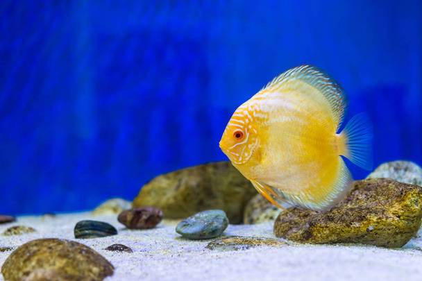 Tank vissen in aquarium - Foto, afbeelding