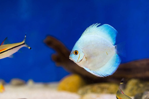 Танковая рыба в аквариуме
 - Фото, изображение