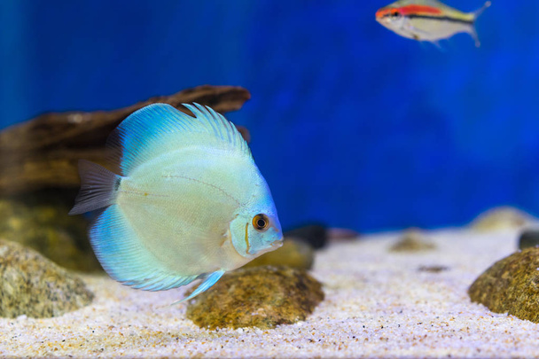 Танковая рыба в аквариуме
 - Фото, изображение