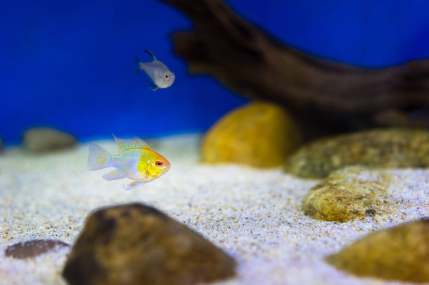 Akvaariokalat
 - Valokuva, kuva