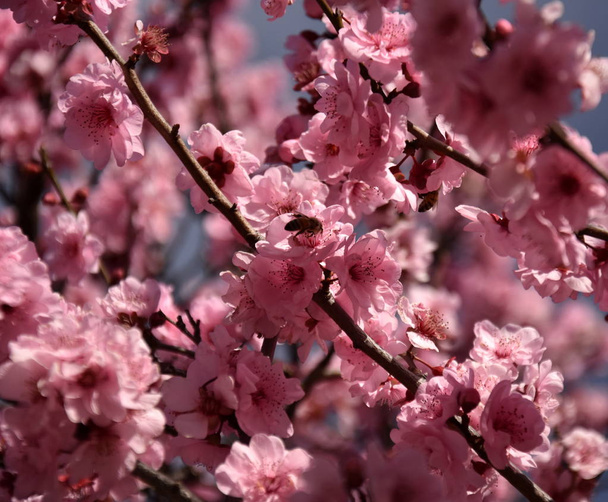Pszczoła na różowe kwiaty wiśni. Wiśniowe kwiaty kwitnących na wiosnę. Kwiat wiśni w rozkwicie. Sakura japoński wiśniowe kwiaty w ogrodzie botanicznym. - Zdjęcie, obraz