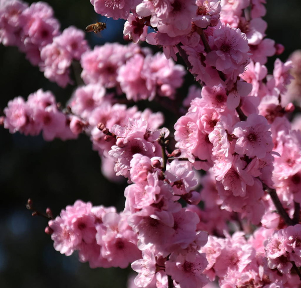 Biene auf rosa Kirschblüten. Kirschblüten blühen im Frühling. Rosafarbene Kirschblüten in voller Blüte. Japanische Kirschblüten im Botanischen Garten. - Foto, Bild