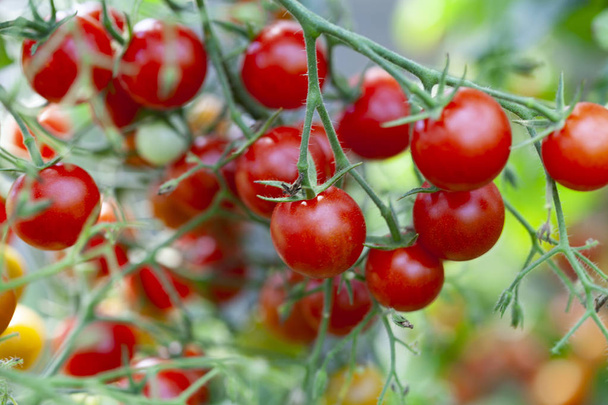 Red Sweet Cherry Tomatoes on Green Plant  - Photo, Image