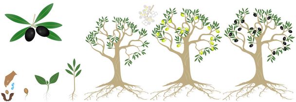 白い背景に分離されたオリーブの植物の成長のサイクル. - ベクター画像
