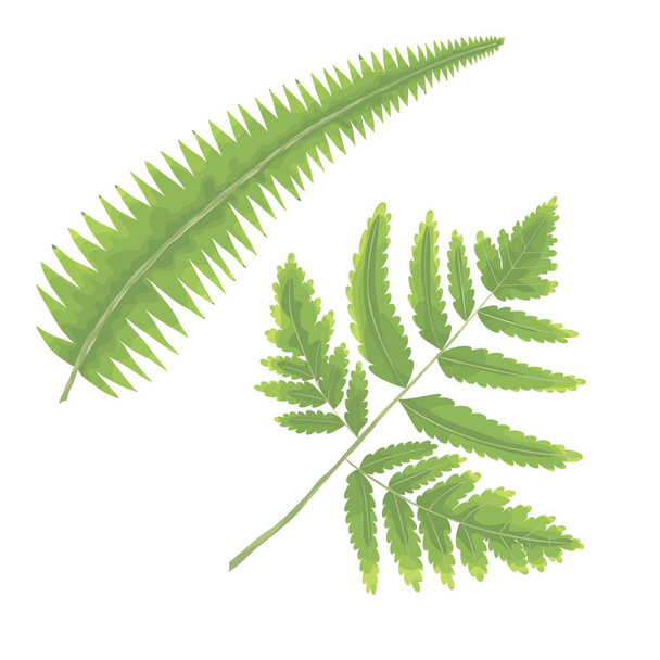 Vektor beállítása gyűjteménye zöld erdő páfrány természetes gyógynövény levelek akvarell stílusú. Dekoratív szépség elegáns illusztráció design elszigetelt fehér background. - Vektor, kép