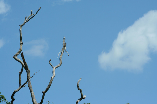 ölü ağaç bacaklarda - Fotoğraf, Görsel