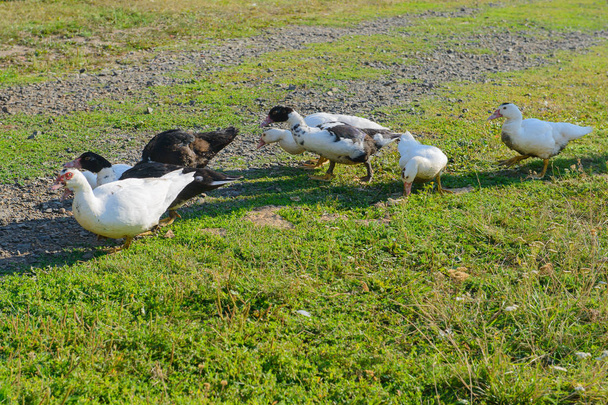 seven black and white ducks walk along the green lawn - Foto, Imagem