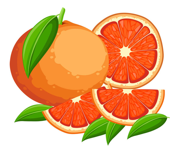 Grapefruit illustratie. Citrus met groene bladeren en segmenten van grapefruit. Vectorillustratie in vlakke stijl. Decoratieve poster, embleem natuurproduct, boerenmarkt. Witte achtergrond. - Vector, afbeelding