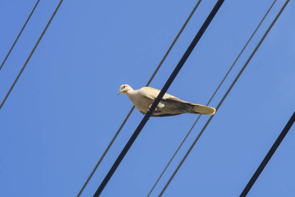 Paloma gris claro sentada en el cable, cable de alimentación sobre fondo azul del cielo
. - Foto, Imagen