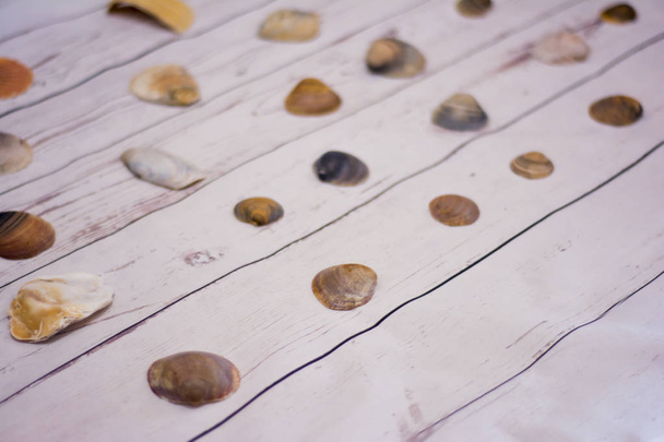 Коллекция моллюсков на белом деревянном столе
 - Фото, изображение