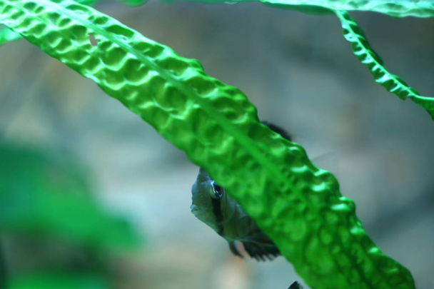 Disco de pescado escondido detrás de las hojas Symphysodon discus
 - Foto, imagen