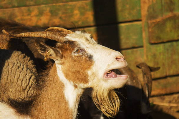 Goat, female Capra aegagrus hircus portrait, head close up.  - Photo, Image