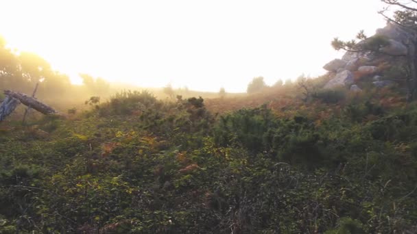 太陽と森との背後にある霧のツリーが壊れる - 映像、動画