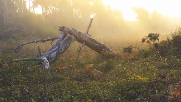 Umgestürzter Baum im Wald mit der Sonne und dem Nebel dahinter - Filmmaterial, Video