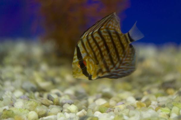 Poisson Discus dans l'aquarium. Les Discus sont des poissons du genre Symphysodon, qui comprend actuellement les espèces S. aequifasciatus, S. discus et S. tarzoo, d'après une revue taxonomique publiée en 2006.
 - Photo, image