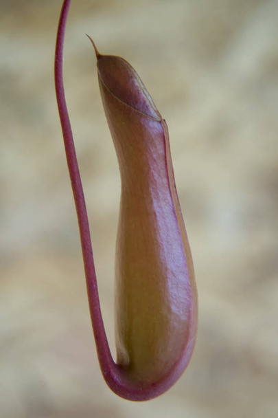Nepenthes Tropical pitcher plants, fermer macro. Le genre Nepenthes a trouvé l'archipel malais, Bornéo, Sumatra et les Philippines, en particulier dans les forêts pluviales montagneuses de Bornéo.
. - Photo, image