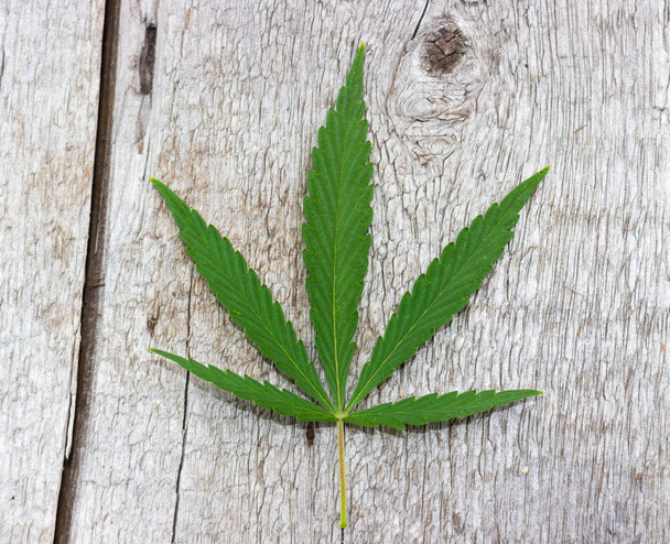 Cannabis de hoja verde o cáñamo con cinco dedos de hojas. Marihuana aislada sobre fondo de madera gris. Legalización cáñamo médico
 - Foto, imagen
