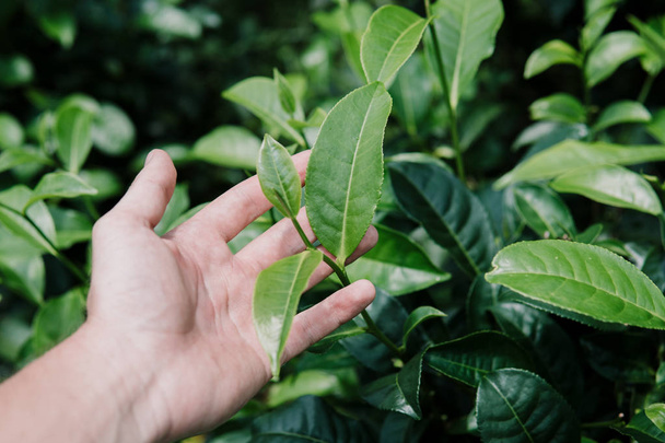 primer pico de hojas de té en la mano en la plantación de té granja de campo. disparado por la mañana. fondo verde
 - Foto, imagen
