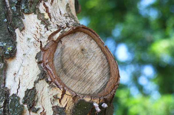 Genezen van de licht-donkerscheiding branch op de oude boom met bokeh achtergrond. - Foto, afbeelding