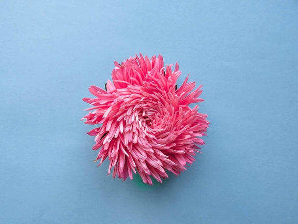 Vaaleanpunainen aster kukka taustalla, minimaalinen käsite, ylhäältä katsottuna, kopioi tilaa tekstin Group Objects
 - Valokuva, kuva