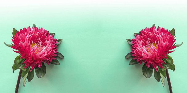 Colorful aster flowers forming a frame on a background, minimal concept, top view, copy space for your text Group Objects pattern - Photo, Image