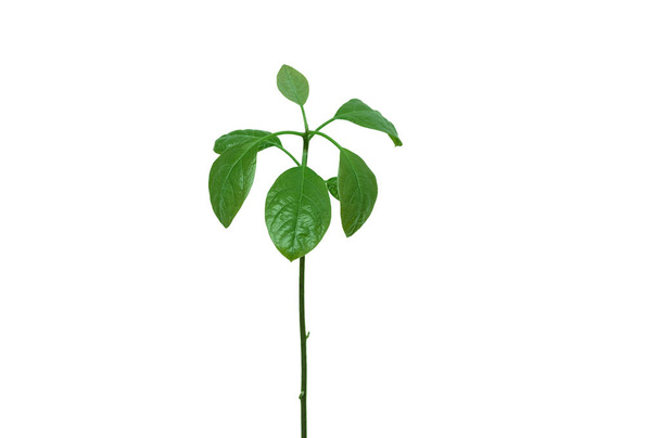 A young avocado tree. White isolate. - Foto, afbeelding