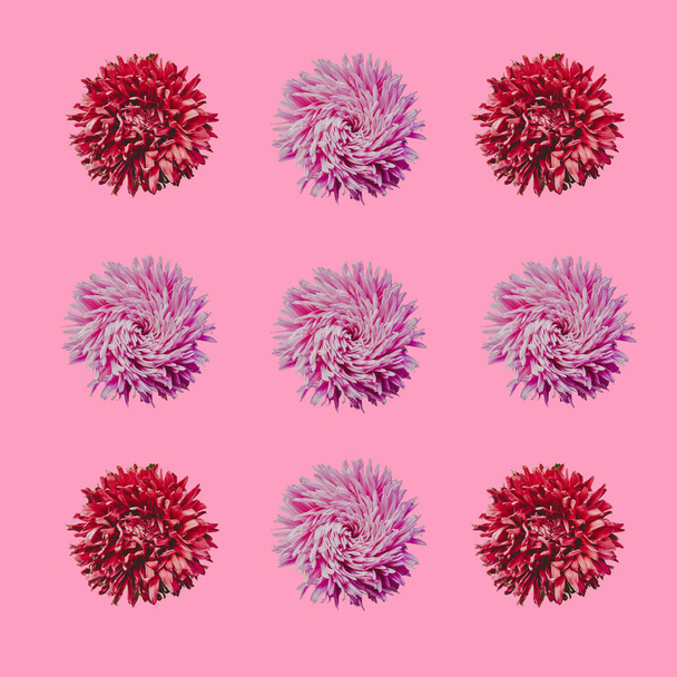 Coloridas flores de astros formando un marco sobre un fondo, concepto mínimo, vista superior, espacio de copia para su patrón de objetos de grupo de texto
 - Foto, imagen