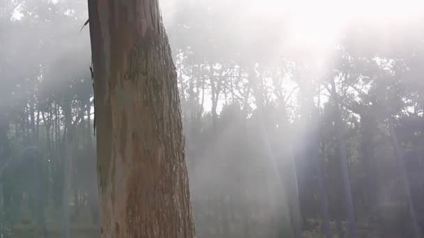 Mlha, která předává za stromem - Záběry, video