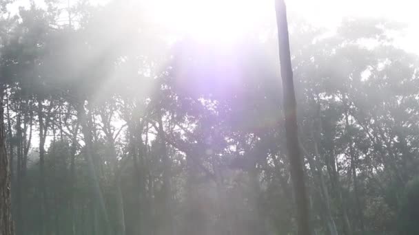 De mist die voor de bomen loopt - Video