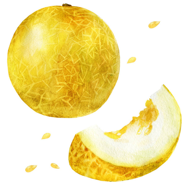Watercolor illustration, set. Melon a slice of melon - Photo, Image