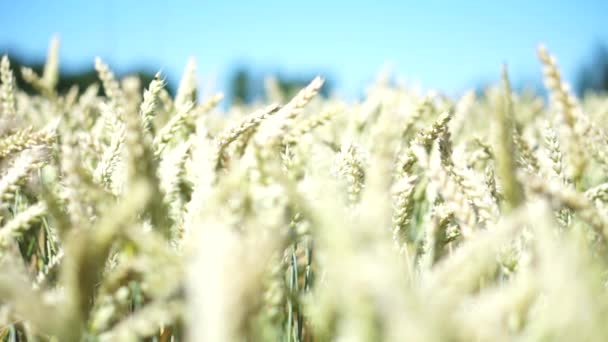 gentle breeze caresses this golden wheat field - Footage, Video