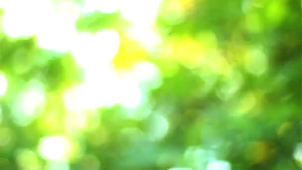 美しい緑の木々 の下にハイキング - 映像、動画