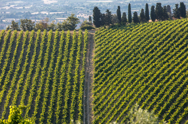  vista de viñedos y granjas en colinas de Abruzzo. Italia
 - Foto, imagen