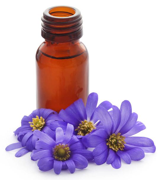 Anemone Blanda Blue Shades or Grecian Windflowers with essential oil in a bottle - Φωτογραφία, εικόνα
