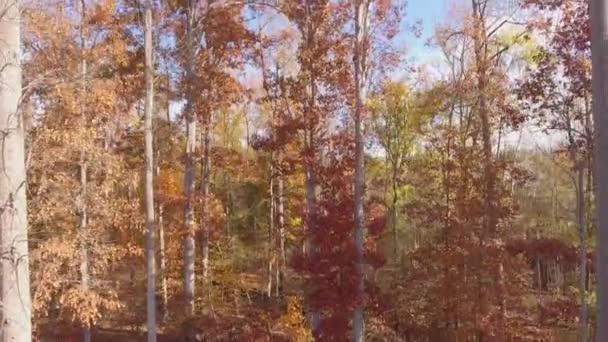 Belo tiro aéreo diurno de árvores em torno de uma área rural na Carolina do Norte durante a temporada de outono / outono
 - Filmagem, Vídeo