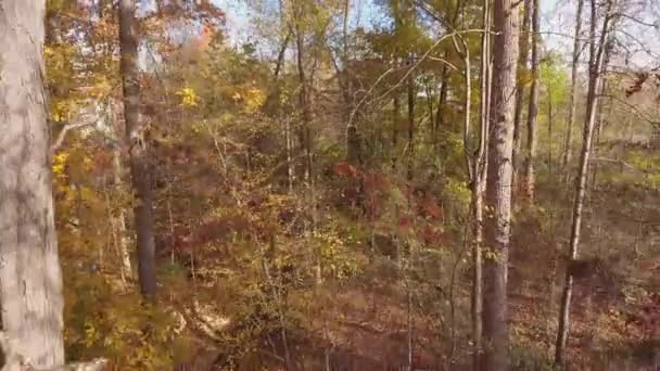 Gran toma de cámara como si saliera de los bosques en la temporada de otoño / otoño en Carolina del Norte
 - Metraje, vídeo
