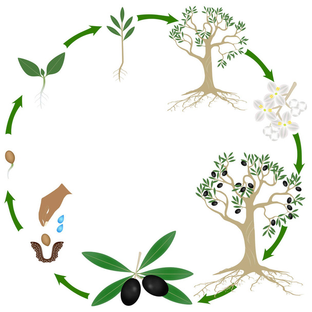 Životní cyklus rostliny olivy na bílém pozadí. - Vektor, obrázek