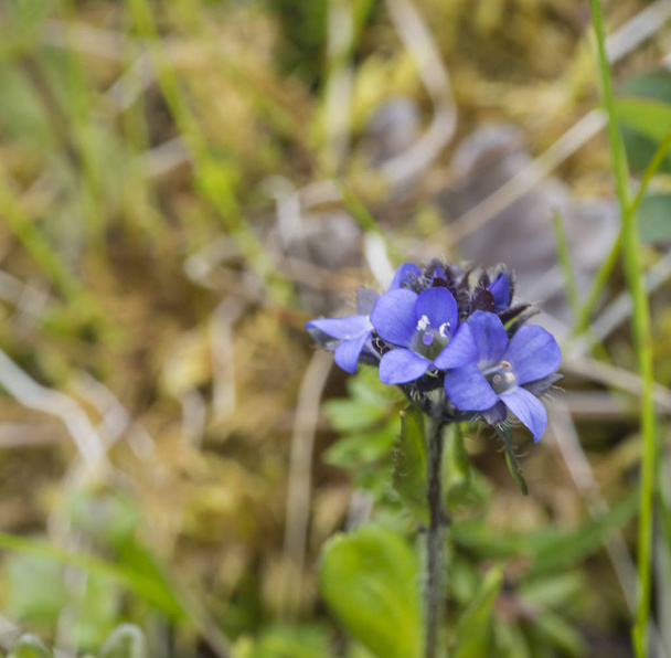 lähikuva lempeä pieni sininen kello kukkia, valikoiva keskittyä
 - Valokuva, kuva