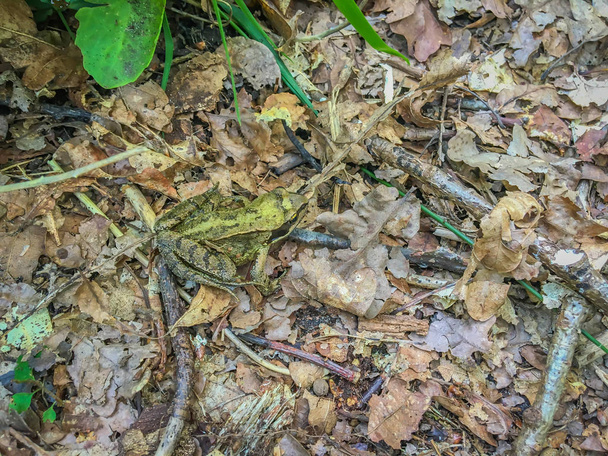 rana sentada en las hojas macro de cerca en el bosque
 - Foto, Imagen