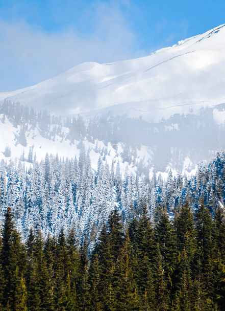 Mount Rainier National Park - Photo, Image