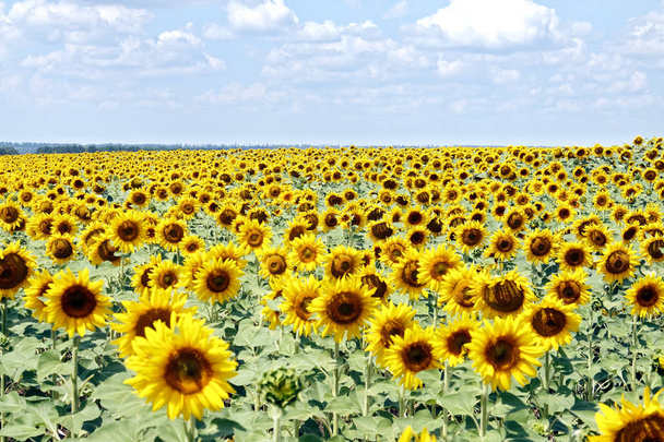 Field of blooming sunflowers on a background cloudy blue sky at bright sunny summer day - Photo, Image