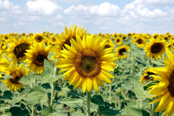 Field of blooming sunflowers on a background cloudy blue sky at bright sunny summer day - Photo, Image