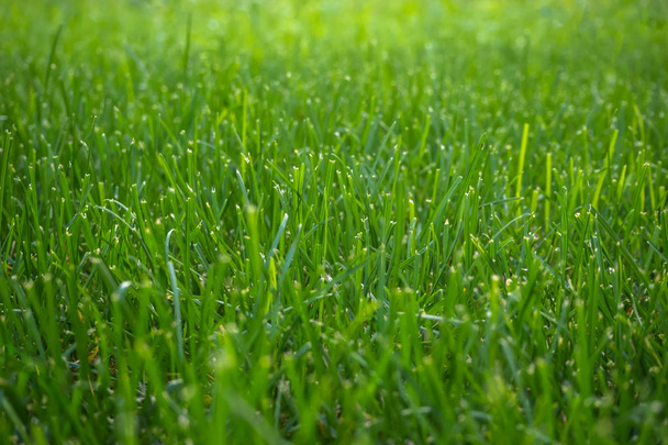 Achtergrond met bijgesneden groen gras. Close-up. - Foto, afbeelding