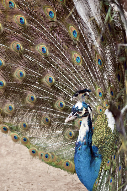 esta es una vista lateral de un pavo real
 - Foto, imagen