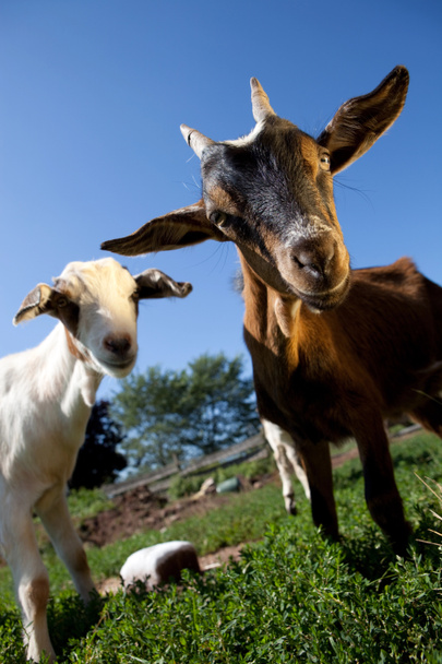 Young goats - Photo, Image