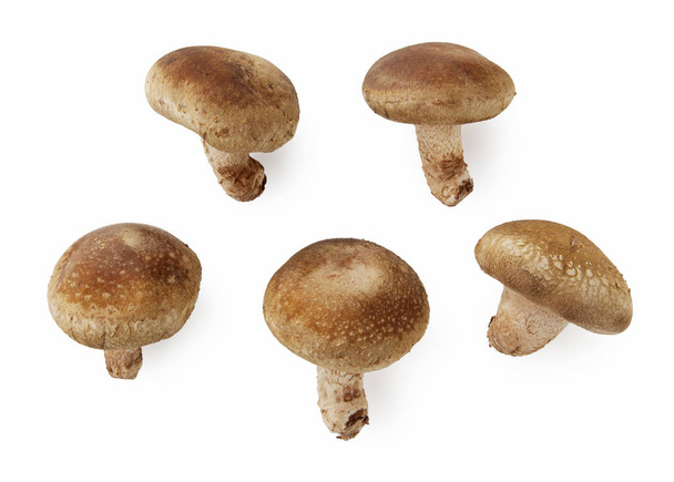 гриб шиітаке на білому тлі
 - Фото, зображення