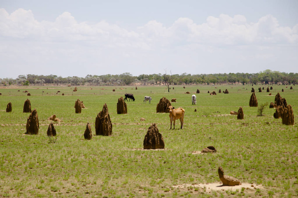 Termeszek Mounds - Kimberley - Ausztrália - Fotó, kép