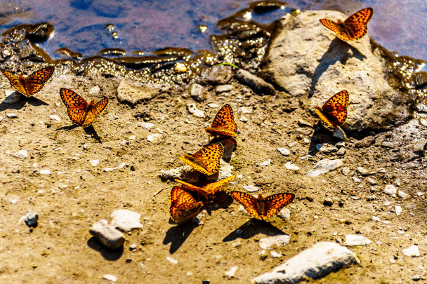 Colonia di Freija Farfalle fritillari crogiolarsi al sole sulla montagna di Tod negli Shuswap Highlands della Columbia Britannica centrale, Canada
 - Foto, immagini