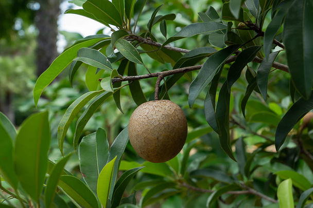 Primer plano Spodilla fruta (Manilkara zapota) con hojas en el árbol
. - Foto, imagen